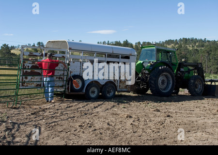 Sorting cattle at the Ponderosa ranch in the Nebraska Sandhills ...
