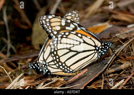 Monarch Butterflies mating Stock Photo