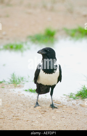 Pied Crow Corvus albus Stock Photo