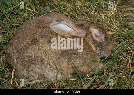 Rabbit in late stages of Myxomatosis showing swelling around eyes Cotswolds UK Stock Photo