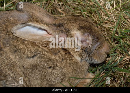 Rabbit in late stages of Myxomatosis showing swelling around eyes Cotswolds UK Stock Photo