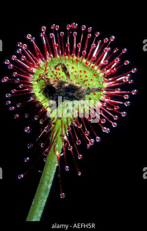 Round-leaved Sundew leaf Drosera rotundifolia with trapped insect North America Stock Photo