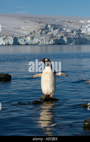 gentoo penguin Pygoscelis papua on the South Shetland Islands Antarctica Southern Ocean Stock Photo