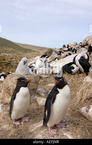 macaroni penguins Eudyptes chrysolophus black browed albatross Diomedea melanophris and cormorants Stock Photo