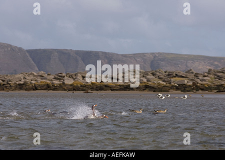 gentoo penguins Pygoscelis papua and crested ducks Lophonetta specularioides swimming along Beaver Island Falkland Islands Stock Photo