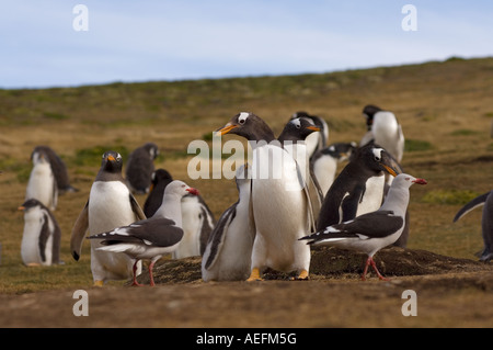 dolphin gull Larus scoresbii trying to get a gentoo penguin Pygoscelis papua to throw up its food Beaver Island Falkland Islands Stock Photo