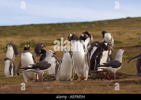 dolphin gull Larus scoresbii trying to get a gentoo penguin Pygoscelis papua to throw up its food Beaver Island Falkland Islands Stock Photo