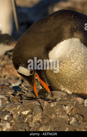 gentoo penguin Pygoscelis papua with newborn chick South Shetland ...