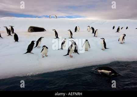 chinstrap penguins Pygoscelis antarctica and leopard seal  on an iceberg off the South Shetland Islands Antarctica Stock Photo