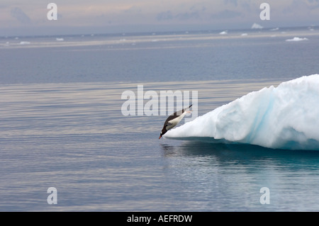 gentoo penguin Pygoscelis Papua jumping off an iceberg western Antarctic Peninsula Antarctica Southern Ocean Stock Photo