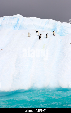 chinstrap penguins Pygoscelis antarctica and gentoo penguins Pygoscelis Papua on an iceberg off the western Antarctic Stock Photo