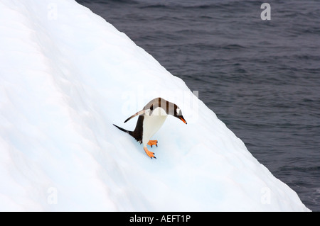 gentoo penguin Pygoscelis Papua jumping off an iceberg western Antarctic Peninsula Antarctica Southern Ocean Stock Photo