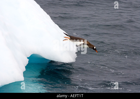 gentoo penguin Pygoscelis Papua jumping off an iceberg western Antarctic Peninsula Antarctica Southern Ocean Stock Photo