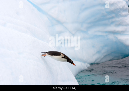 gentoo penguin Pygoscelis Papua jumping off an iceberg western Antarctic Peninsula Antarctica Southern Ocean Stock Photo