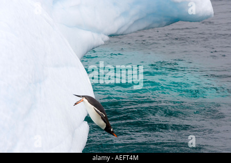 gentoo penguin Pygoscelis Papua jumping off an iceberg western Antarctic Peninsula Antarctica Southern Ocean Stock Photo