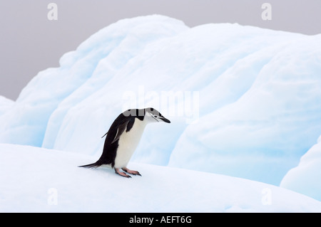 chinstrap penguins Pygoscelis antarctica and gentoo penguins Pygoscelis Papua on an iceberg off the western Antarctic Stock Photo