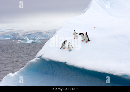 chinstrap penguins Pygoscelis antarctica and gentoo penguins Pygoscelis Papua on an iceberg off the western Antarctic Stock Photo