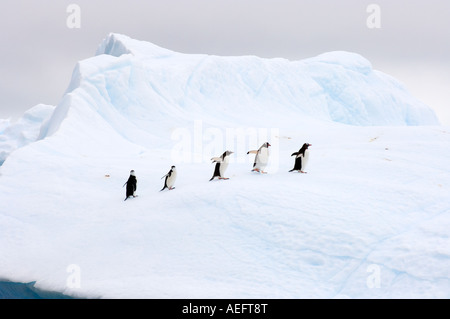 chinstrap penguins Pygoscelis antarctica and gentoo penguins Pygoscelis Papua on an iceberg off the western Antarctic Stock Photo