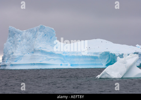 chinstrap penguins Pygoscelis antarctica and gentoo penguins Pygoscelis Papua on an iceberg off the western Antarctic Stock Photo