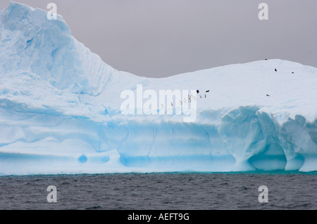 chinstrap penguins Pygoscelis antarctica and gentoo penguins Pygoscelis Papua on an iceberg off the western Antarctic Stock Photo