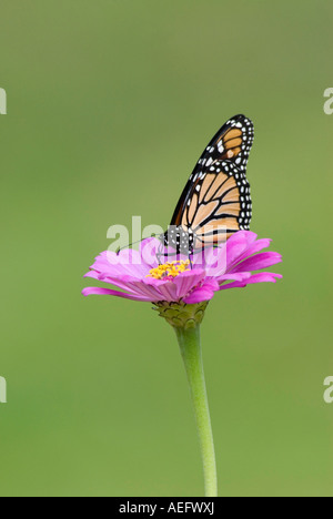 Monarch Butterfly Pollinating a Zinnia Flower Stock Photo