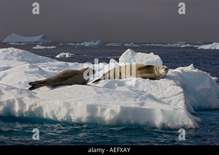 leopard seal Hydrurga leptonyx crabeater seal Lobodon carcinophaga pair resting on glacial ice along the western Antarctic Stock Photo