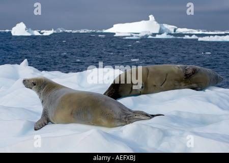 crabeater seal Lobodon carcinophaga pair resting on glacial ice along the western Antarctic Peninsula Antarctica Stock Photo