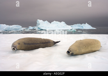 crabeater seals Lobodon carcinophaga resting on a saltwater pan of sea ice off the western Antarctic Peninsula Stock Photo