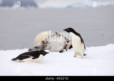 crabeater seal Lobodon carcinophaga and Adelie penguins Pygoscelis Adeliae on a saltwater pan of sea ice  the western Antarctic Stock Photo