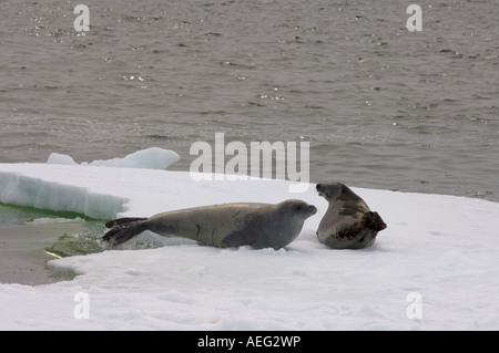 crabeater seals Lobodon carcinophaga resting on a saltwater pan of sea ice off the western Antarctic Peninsula Stock Photo