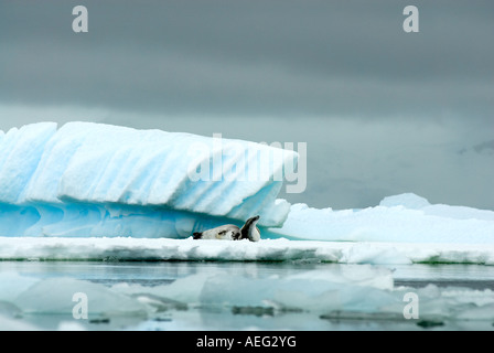 crabeater seal Lobodon carcinophaga pair resting on glacial ice along the western Antarctic Peninsula Antarctica Stock Photo