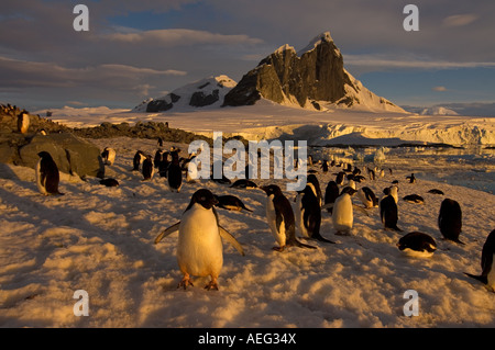 adelie penguin Pygoscelis Adeliae colony along the western Antarctic Peninsula Antarctica Southern Ocean Stock Photo