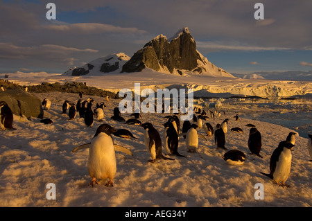 adelie penguin Pygoscelis Adeliae colony along the western Antarctic Peninsula Antarctica Southern Ocean Stock Photo