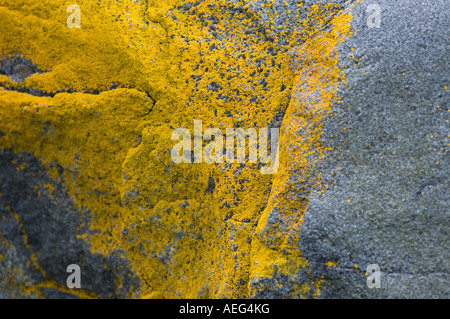 lichen growing on a rock along the western Antarctic peninsula Antarctica Southern Ocean Stock Photo