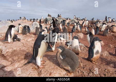adelie penguin Pygoscelis Adeliae parent feeds its chick western Antarctic Peninsula Antarctica Southern Ocean Stock Photo