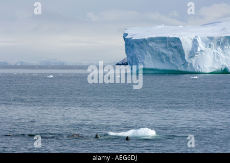 crabeater seals Lobodon carcinophaga feeding on a school of krill in waters off the western Antarctic Peninsula Antarctica Stock Photo