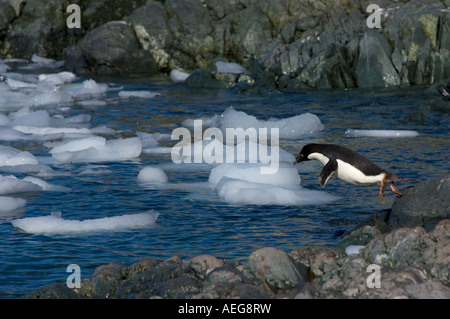 adelie penguin Pygoscelis Adeliae jumping into waters off the western Antarctic Peninsula Antarctica Southern Ocean Stock Photo