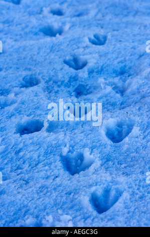 gentoo penguin Pygoscelis Papua footprints in glacial ice western Antarctic Peninsula Antarctica Southern Ocean Stock Photo