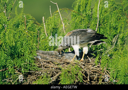 White-tailed Hawk Buteo albicaudatus adult bringing nestmaterial to nest in Mesquite tree Sinton Texas USA Stock Photo