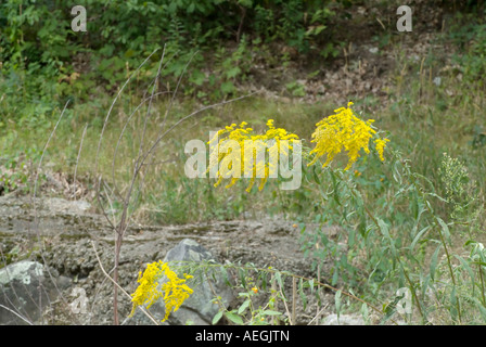 Golden Rod -Salidago- in a New England forest during the summer months The Golden Rod is part of the Aster family Stock Photo