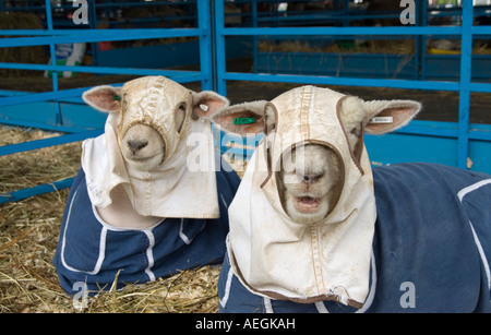 Shorn Sheep in Blanket Coverings at the Dutchess County Fair in Rhinebeck NY, August 2007 Stock Photo