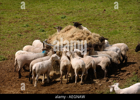 A FLOCK OF NEWLY SHORN SHEEP EAT HAY FROM A FEEDER ON A GLOUCESTERSHIRE FARM UK Stock Photo