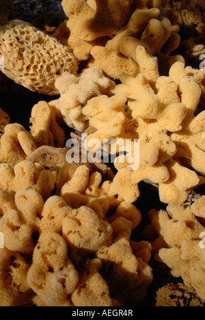 Assorted sponges close up Stock Photo