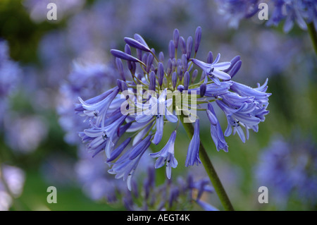 Agapanthus Purple Cloud holds up well to wet weather conditions and doesn't droop like many other Agapanthus