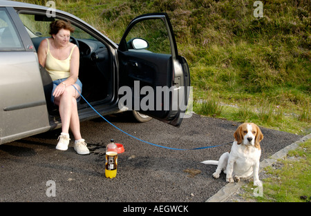 Woman sat in car smoking with Beagle hound dog on lead Keepers Pond Blorenge Wales UK Stock Photo