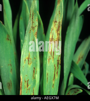 Net blotch Pyrenophora teres lesions on young barley leaves Stock Photo