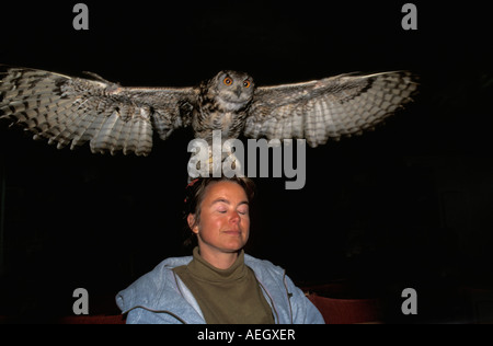 Great Britain, Crow, Barn Owl, Tyto Alba, flying over head of woman Stock Photo