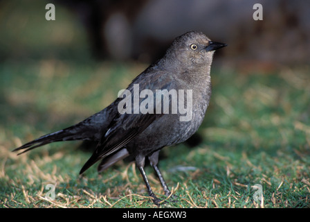Brewer's Blackbird Stock Photo
