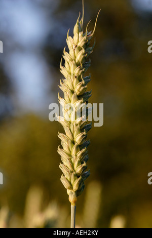 Wheat Triticum Aestivum close up England UK Stock Photo