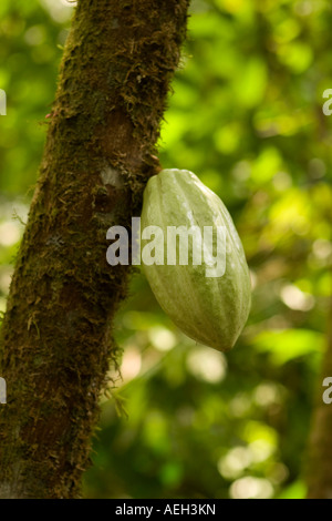 Chocolate Pod On Tree Stock Photo